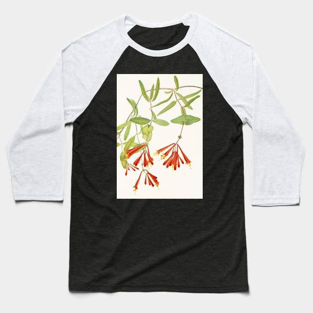 Coral honeysuckle - Botanical Illustration Baseball T-Shirt by chimakingthings